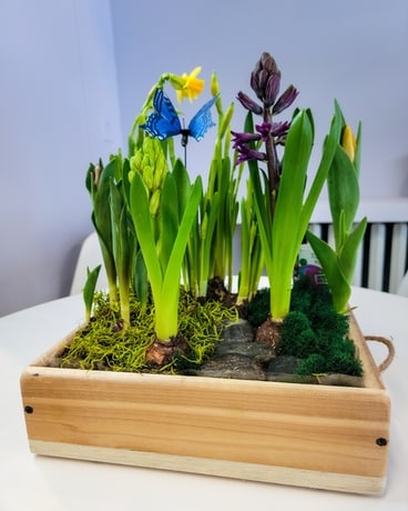 Crate Bulb Garden Plant