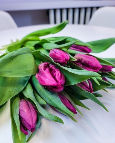 Parrot Tulips (10 stems) Flowers