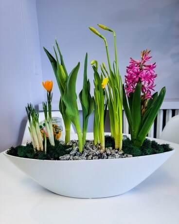 Dreaming of Spring, Bulb Garden Plant