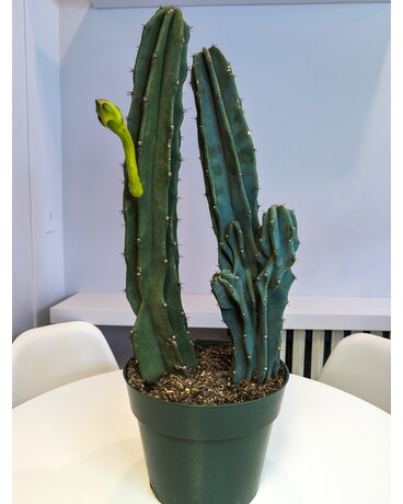 Cactus Peruvianus Plant