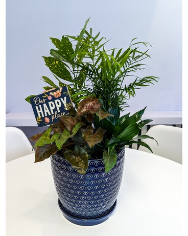 Our Happy Place Plant