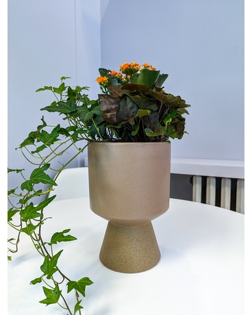 Modern Taupe Plant Garden Plant