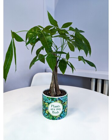 Good Luck Money Tree Plant