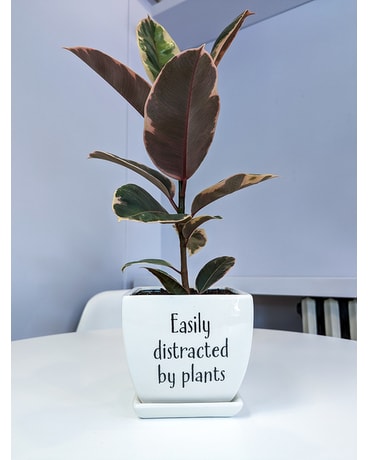 Easily Distracted By Plants Plant