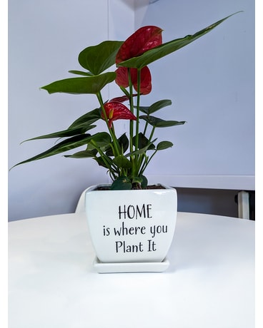 Home Is Where You Plant It Plant