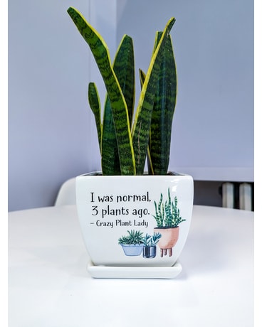 Normal's Overrated Plant