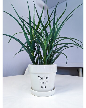 You Had Me At Aloe Plant