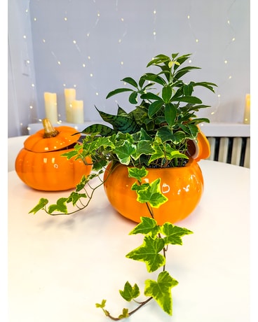 Hello Pumpkin Plant Garden Plant
