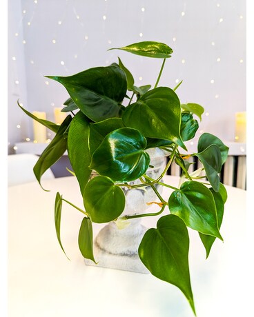Pedestal Pothos Plant Plant