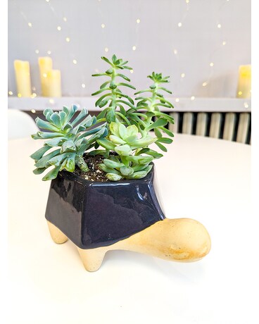 Sally the Tortoise Succulent Garden Plant