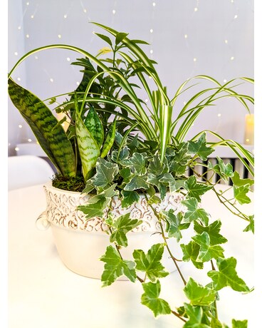 Victorian Plant Garden Plant