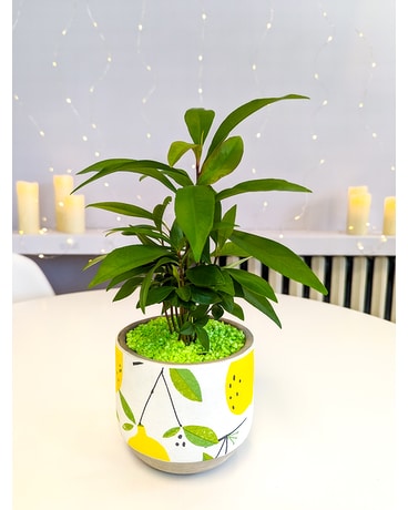 Zesty Plant Plant