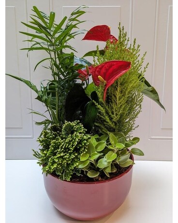 XL Christmas Tropical Mix Dish Garden Plant