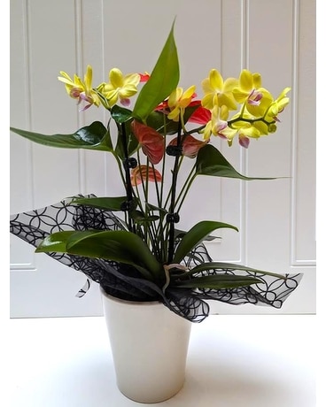 Orchid & Anthurium Combo Dish Garden Plant
