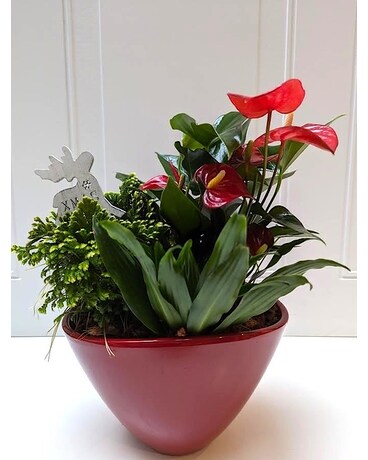 Medium Eileen Garden Dish Garden Plant