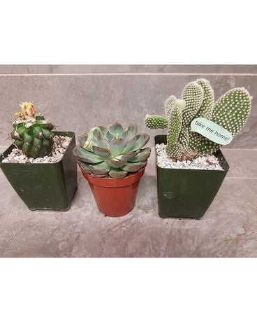 Cacti Succulent Deal Plant