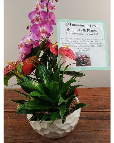 READY IN  60 Minutes Planter Garden Plant