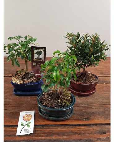 BONSAI DEAL of the DAY Awesome Price