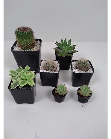 7 Plants Cacti Succulent DEAL Plant
