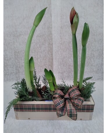 Potted Amaryllis in Crate Plant