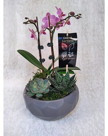 Orchid Succulent Garden Plant