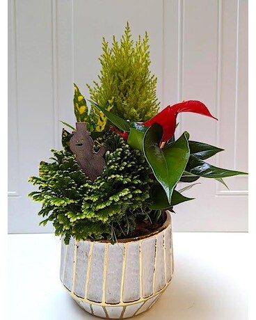 Gold Stripe Tropical Mixed garden Dish Garden Plant