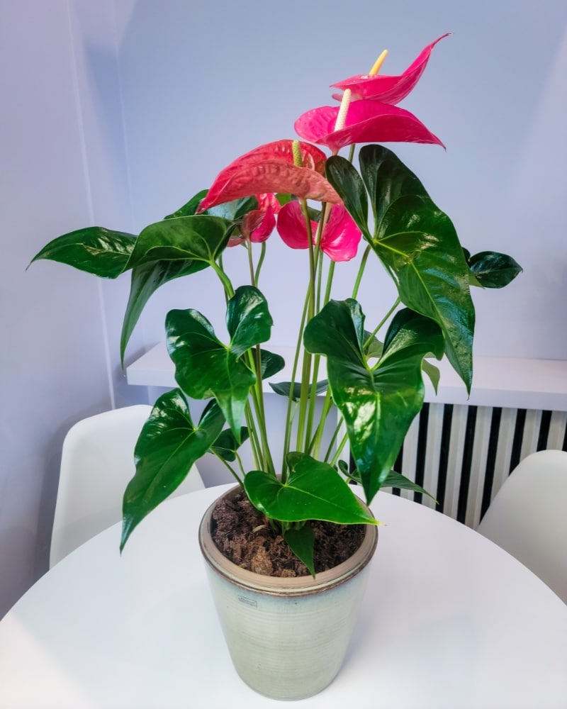 Loveable Hearts Anthurium Plant in Kingston ON - Pam's Flower Garden