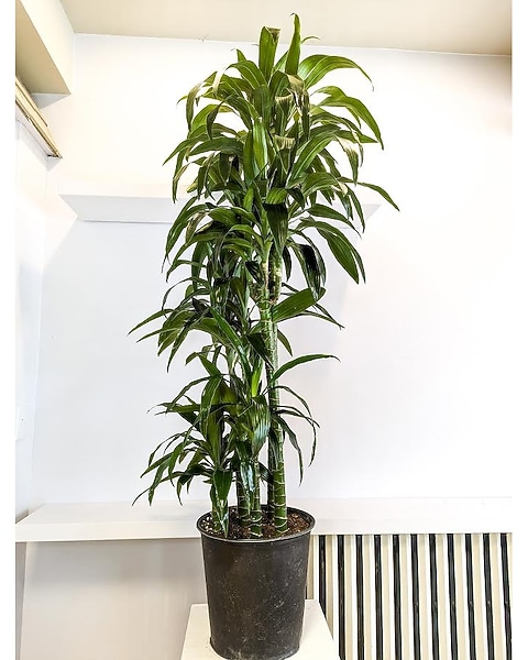Lisa cane Dracena 6Feet tall in Kingston ON - Pam's Flower Garden