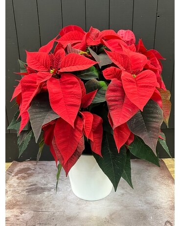 Red Poinsettia Plant