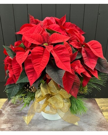 Red Poinsettia - Dressed for Christmas Plant