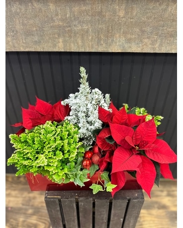 Candy Apple Christmas Planter Dish Garden Plant