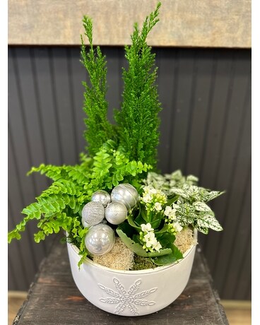 North Pole - White Dish Garden Plant