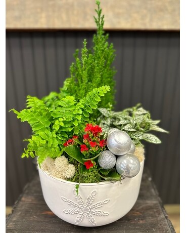 North Pole - Red Dish Garden Plant