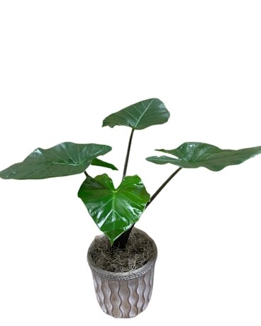 Alocasia Plant