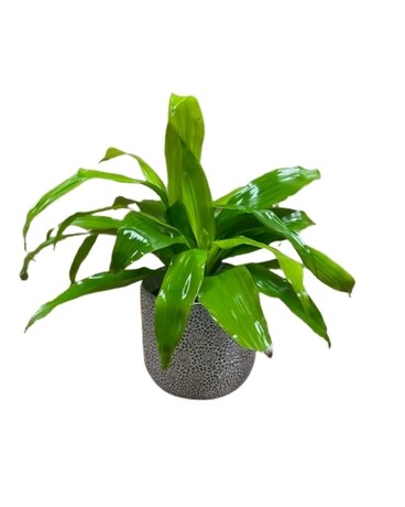 Lime Light Janet Craig Plant