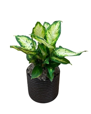 Dieffenbachia Plant