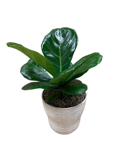 Fiddle Fig Table Tob Plant