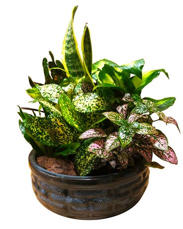 Medium Dish Garden Dish Garden Plant