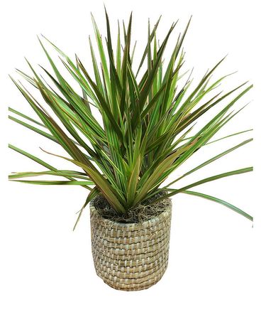 Marginata Plant