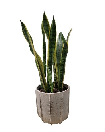 Snake Plant Plant