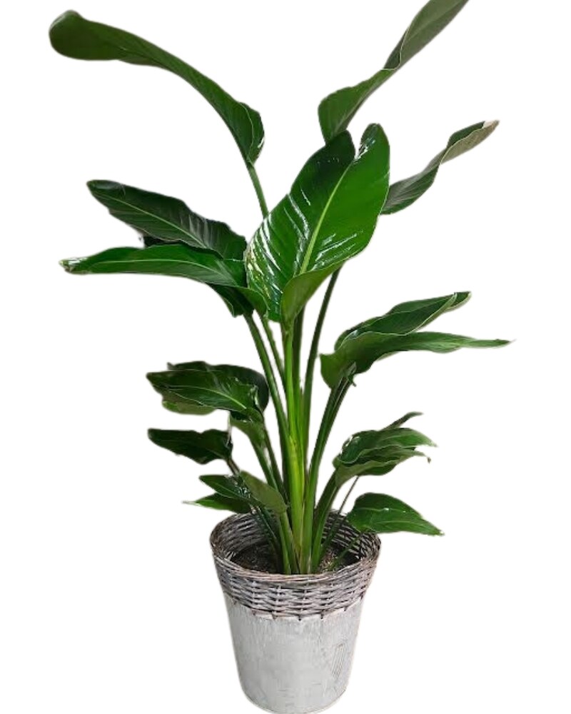 Bird of Paradise Plant in Somerset NJ - Flower Station