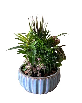 Plants Delivery Somerset NJ - Flower Station