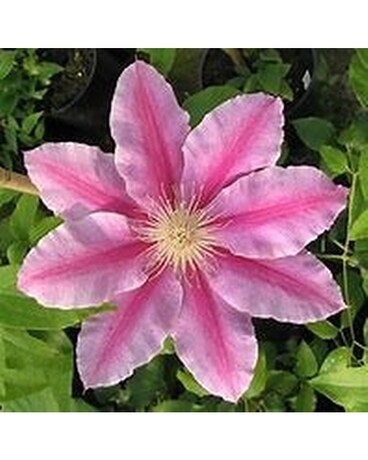 Clematis Vine - Bee's Jubilee