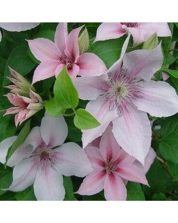 Clematis Vine - John Paul II