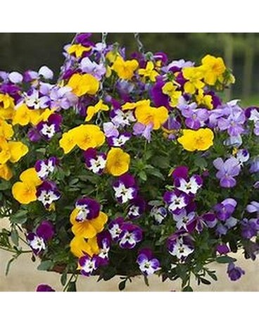 10in Hanging Basket: Wave Pansy Mix