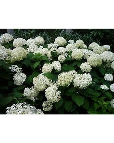 Hydrangea “Annabelle”