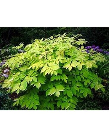 Aralia, Sun King