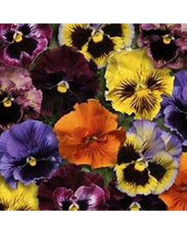 Pansy - Frizzle Sizzle Mix Plant