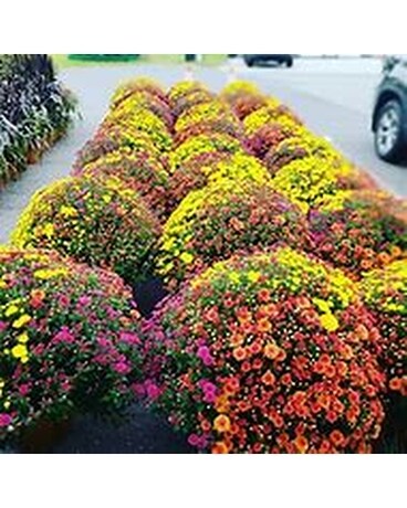 Hardy Mum, Tri-Color Plant