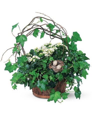 Blooming and Ivy Basket Plant